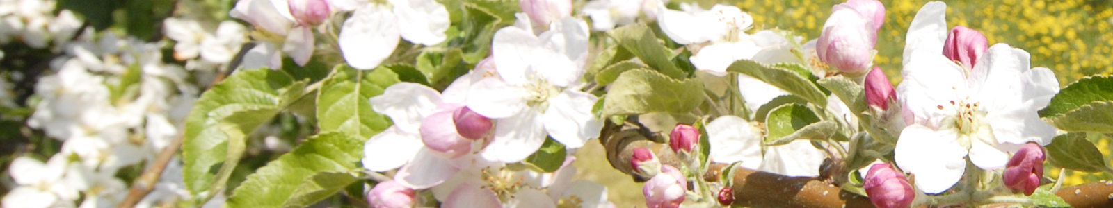 Rosa Apfelblüten ©DLR